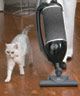 Cats love Vacuums