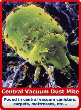 The dust mite is the most commonly found critter in household dust